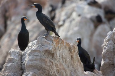 Cape cormorant, Afrika 'nın güneybatı sahillerine özgü bir kuş türü.