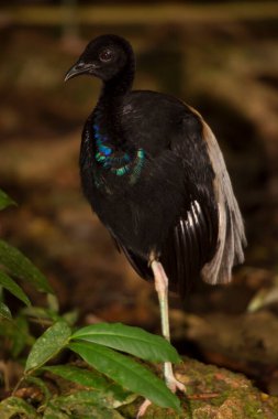 Siyah egzotik kuş orman ortamında