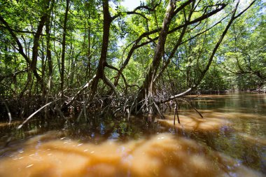 Amazon 'un yoğun yağmur ormanları yeşil yapraklar ve nehirlerle doludur.