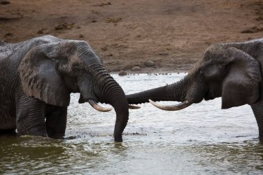 Afrika savanası filleri banyo yapıyor, oynuyor ve kendilerine su ve çamur püskürtüyorlar.