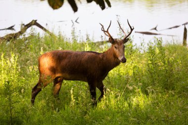 Ormanda güzel bir kızıl geyik 