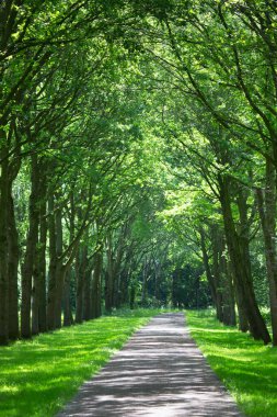 Bahar güzel yeşil park
