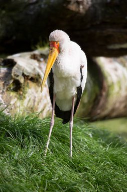 Sarı gagalı ya da ahşap leylek, Mycteria ibis, otlak kıyı şeridinde geziniyor.