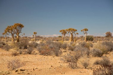 Titrek ağaçlar veya Kokerboom ormanı, Aloidendron ikilemi, Karoo bölgesinin tipik ıssız kayalık çöl manzarası ve Nothe Cape