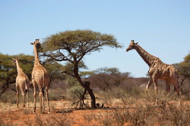 Güney Afrika ya da Cape zürafası, Züraffa camelopardalis, ağaçların tepesinden otlamak için savanada yürüyorlar.