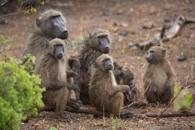 Vahşi ortamda şirin babunlar.