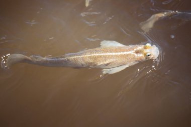 Çamurlu nehir suyunda yüzen balık