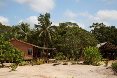 Kumda palmiye ağaçları