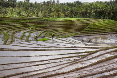 Terasta çalışan insanlar pirinç tarlaları, sawa 