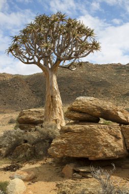 Titrek ağaçlar veya Kokerboom ormanı, Aloidendron ikilemi, Karoo bölgesinin tipik ıssız kayalık çöl manzarası ve Nothe Cape
