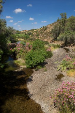 Akdeniz bölgesinde küçük Oleander ağaçları
