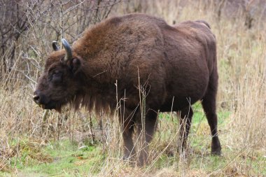 Bir bizonun çimenlikteki yakın çekimi.