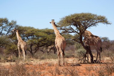 Güney Afrika ya da Cape zürafası, Züraffa camelopardalis, ağaçların tepesinden otlamak için savanada yürüyorlar.