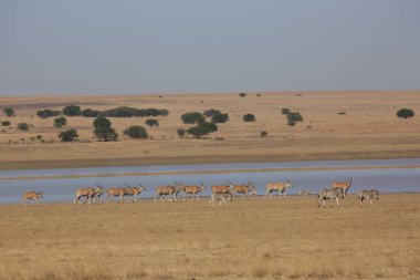 Antiloplar dağlarda otlar.