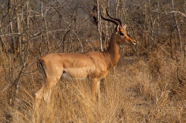 İmpala sürüsü, Aepyceros melampus, bir gnu ya da antilop ile uzun kuru otların arasında gezinip otluyor.