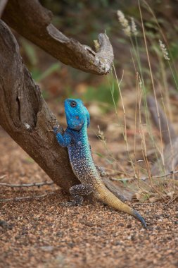 Hayvanat bahçesindeki kertenkele