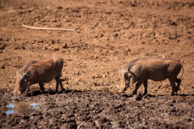 Yaygın yaban domuzu, Phacochoerus africanus