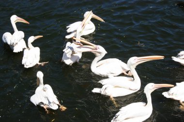 Nehir üzerindeki pelikanlar (Pelecanus onocrotalus)