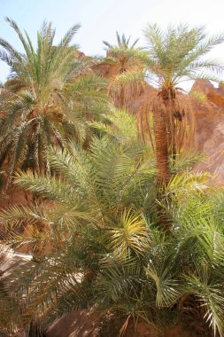 Çöldeki palmiye ağaçlarının manzarası