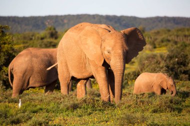 Afrika savan fillerinin aile sürüsü çim tarlalarında sarı yabani çiçeklerle otluyor.