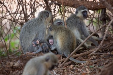 Hayvanat bahçesinde bir grup maymun