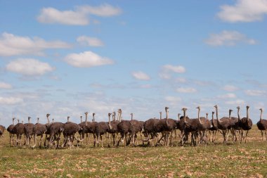 Bir grup genç devekuşu, Struth Camelus açık düzlüklerde birlikte yürüyorlar.