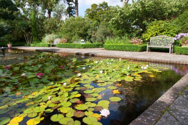 Su zambakları parkta bir gölette