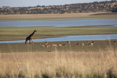 Vahşi yaşam, Afrika 'daki zürafa manzarası