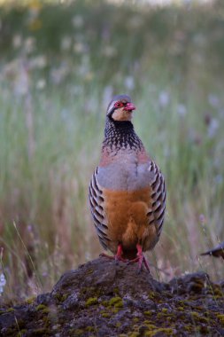 Kırmızı bacaklı keklik, Alectoris Rufa, açık bir arazide yiyecek aramak için yürüyor.