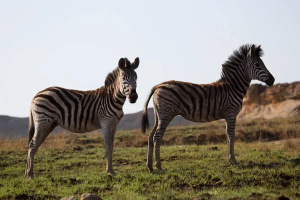 Kilátás Zebrák Nemzeti Parkban Afrika — Stock Fotó