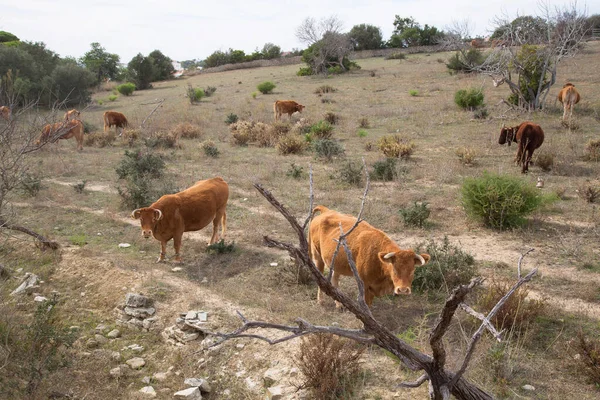 Uma Manada Vacas Campo — Fotografia de Stock