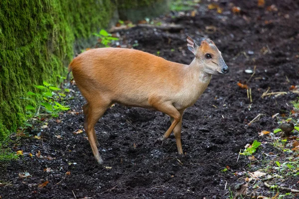 Red Forest Duiker Natal Duiker Cephalophus Natalensis Alerted Sniffing Air — Stock Photo, Image