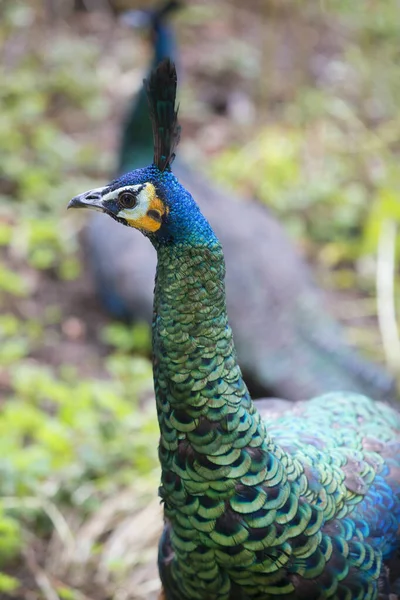 Pavo Real Con Ojos Azules — Foto de Stock