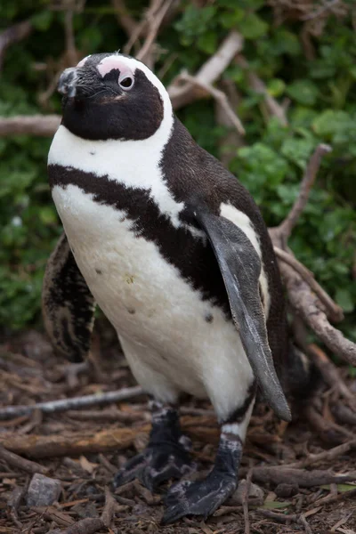 Schwarzschwanzpinguine Strand — Stockfoto