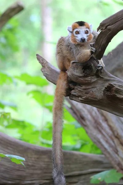 Eine Nahaufnahme Eines Niedlichen Lemurs — Stockfoto