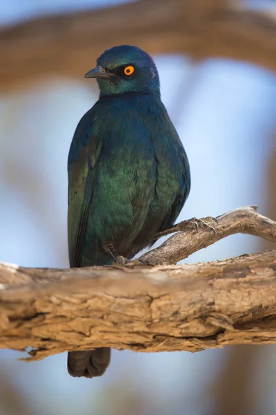 Caza Cerca Cabo Brillante Estornino Lamprotornis Nitens Recoger Insectos Que —  Fotos de Stock