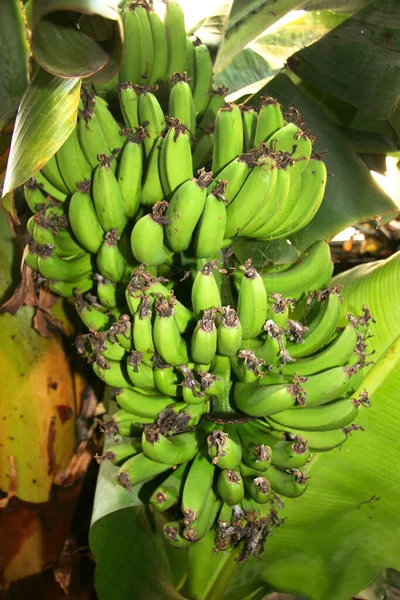 정원에 바나나 — 스톡 사진