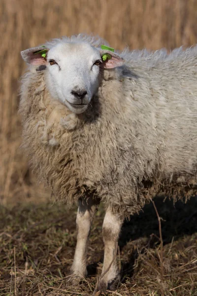 Sheep Grazing Meadow Animals Livestock — Stock Photo, Image