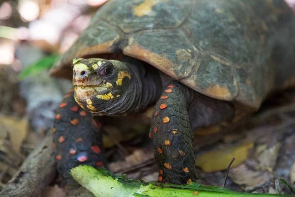 Primer Plano Disparo Tortuga Hábitat Natural —  Fotos de Stock