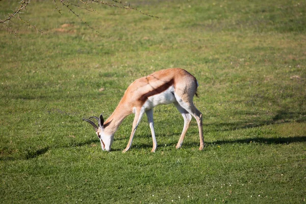 Springbok Antidorcas Marsupialis Passeggiate Pascoli Sulle Praterie Secche Del Deserto — Foto Stock