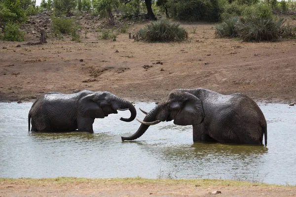 African Savanna Elephants Taking Bath Playing Spraying Themselves Water Mud — Stock Photo, Image