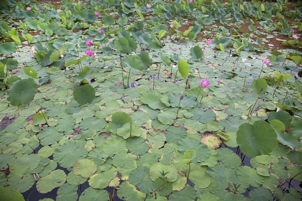 花园里美丽的粉色荷花 — 图库照片