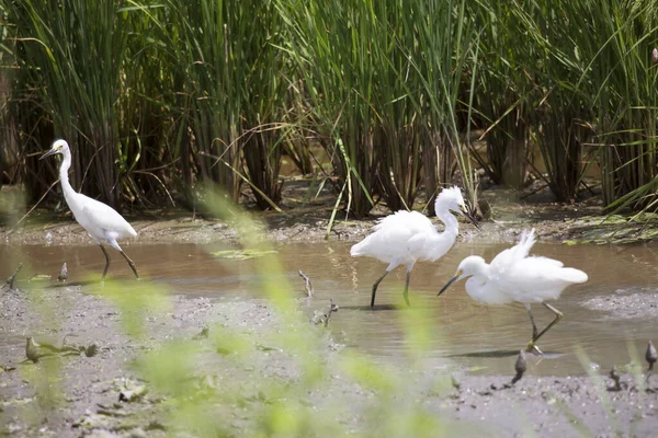 White Stork Water — Stock Photo, Image