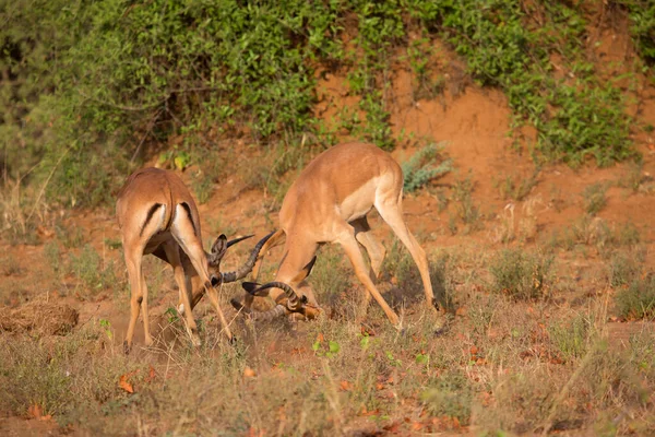Groupe Antilopes Sauvages Dans Savane — Photo