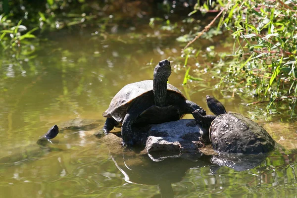 Close Zicht Van Schattige Schildpadden — Stockfoto