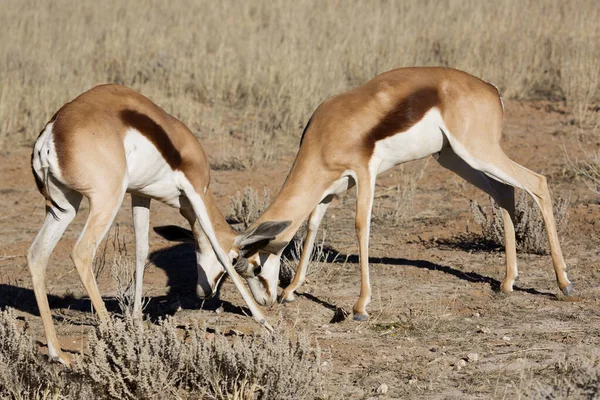 Springbok Antidorcas Marsupialis Caminhadas Pastagens Nas Pradarias Secas Deserto — Fotografia de Stock