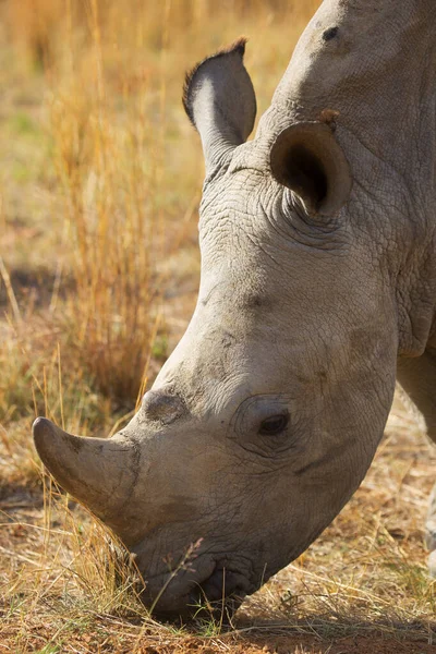네모난 입술을 코뿔소 사바나 — 스톡 사진