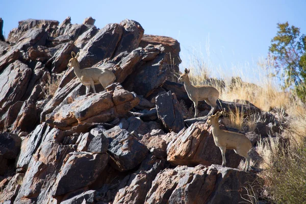 Klipspringer Oreotragus Oreotragus Hoppe Toppen Klipperne Karoo Bjergene - Stock-foto