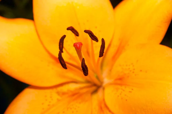 美しい黄色のユリの花 — ストック写真