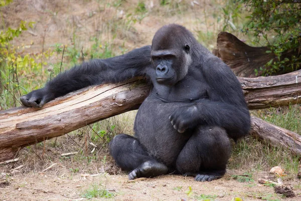 Black Gorilla Zoo — Stock Photo, Image